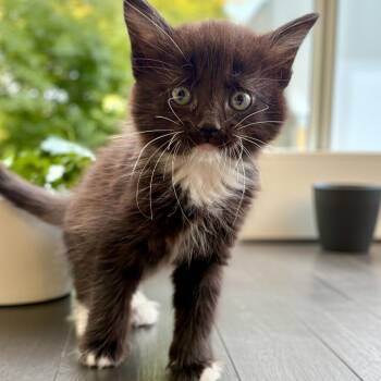 Lala -  Domestic Medium Hair Cat for Adoption in Brea, California - Lala | PetCurious
