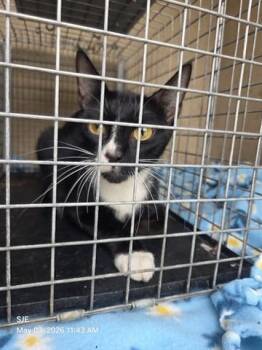 Domestic Short Hair Cats Available for Adoption in Orlando, Florida - CAKES | PetCurious