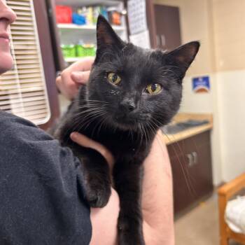 Lonestar -  Domestic Short Hair Cat Available for Adoption in Myerstown, Pennsylvania - Lonestar | PetCurious