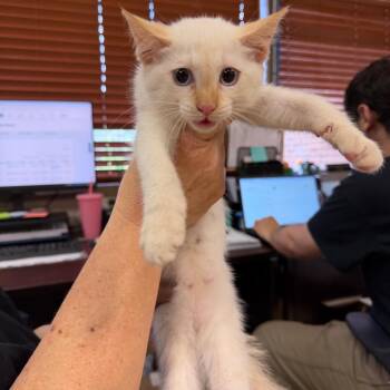 Claudia -  Domestic Short Hair Cat for Adoption in Birmingham, Alabama - Claudia | PetCurious