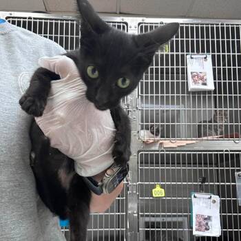 ROSEBUD -  Domestic Short Hair Cat for Adoption in Kyle, Texas - ROSEBUD | PetCurious