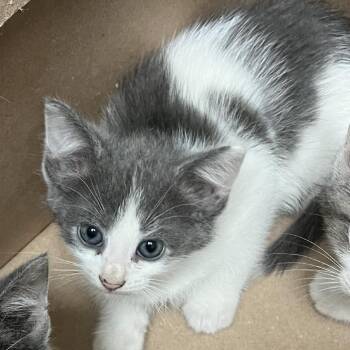 Nara Smith -  Domestic Short Hair Cat for Adoption in Philadelphia, Pennsylvania - Nara Smith | PetCurious