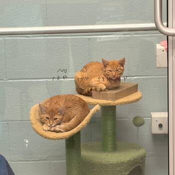 Cal -  Domestic Short Hair Cat for Adoption in Walker, Michigan - Cal | PetCurious