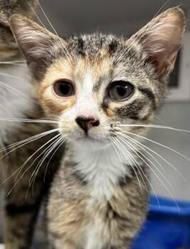 Sonnet 1119-26 -  Domestic Short Hair Cat for Adoption in Cumming, Georgia - Sonnet 1119-26 | PetCurious