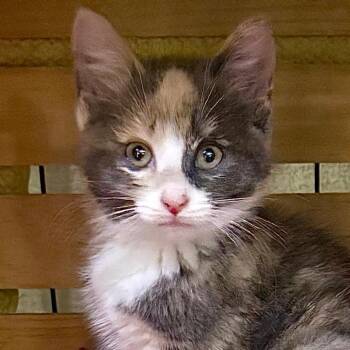 Winnie -  Domestic Short Hair Cat for Adoption in Kansas City, Missouri - Winnie | PetCurious