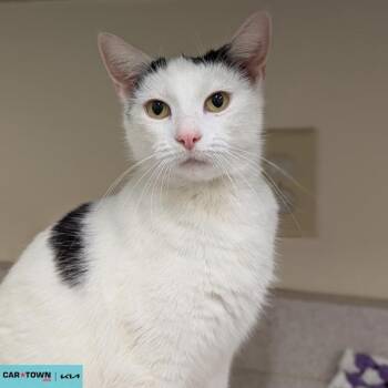Domestic Short Hair Cats Available for Adoption - Oreo | PetCurious