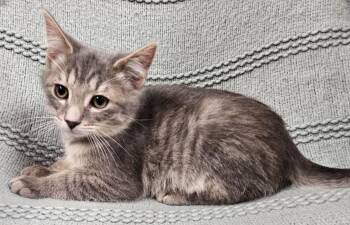 Domestic Short Hair Cats Available for Adoption - Aeln | PetCurious