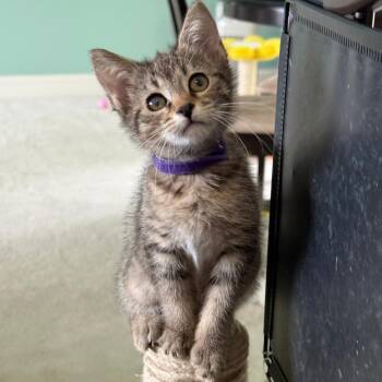 Domestic Short Hair Cats Available for Adoption in Chattanooga, Tennessee - Marinara | PetCurious