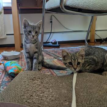 Wasabi -  Domestic Short Hair Cat for Adoption in State College, Pennsylvania - Wasabi | PetCurious