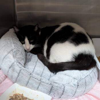 Domestic Short Hair Cats Available for Adoption in Titusville, Florida - Domino | PetCurious