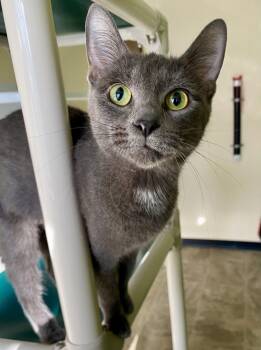 Domestic Short Hair Cats Available for Adoption in Fargo, North Dakota - Ember | PetCurious