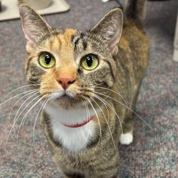 Brooklyn -  Domestic Short Hair Cat for Adoption in Buffalo, New York - Brooklyn | PetCurious
