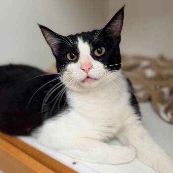Oreo -  Domestic Short Hair Cat for Adoption in Champaign, Illinois - Oreo | PetCurious