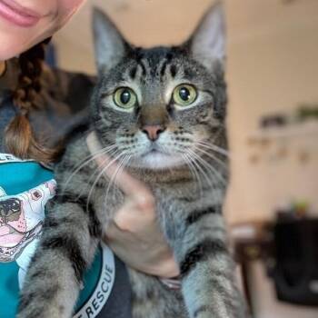 Tiger Gonzalez -  Tabby and Domestic Short Hair Cat for Adoption in Friendswood, Texas - Tiger Gonzalez | PetCurious