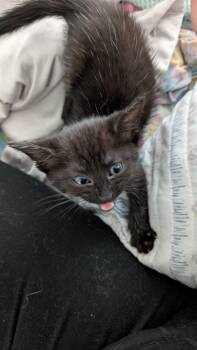 Achilles -  Domestic Short Hair Cat for Adoption in Richmond, Virginia - Achilles | PetCurious
