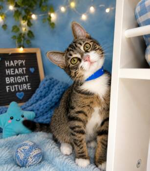 Winston -  Tabby Cat for Adoption in Tavares, Florida - Winston | PetCurious