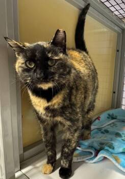 Domestic Medium Hair Cats Available for Adoption - Stella | PetCurious