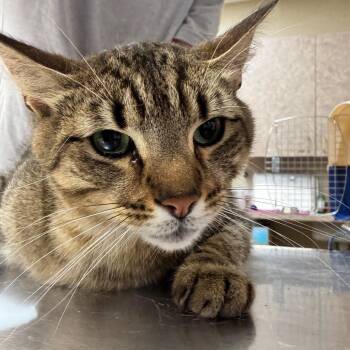 Domestic Short Hair Cats Available for Adoption in Birmingham, Alabama - Grogru | PetCurious