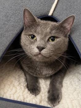 Pistachio Green Bonded With Emerald -  Domestic Short Hair and Russian Blue Cat for Adoption in Chandler, Arizona - Pistachio Green Bonded With Emerald | PetCurious