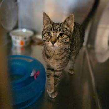 Nebula -  Domestic Short Hair Cat for Adoption in Spokane, Washington - Nebula | PetCurious