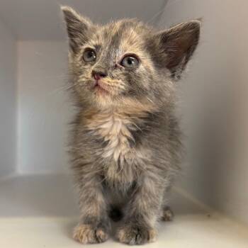 Bertie -  Domestic Short Hair Cat for Adoption in Kanab, Utah - Bertie | PetCurious