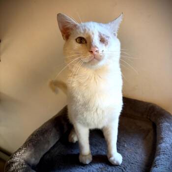 Domestic Short Hair Cats Available for Adoption in Juno Beach, Florida - Zev | PetCurious