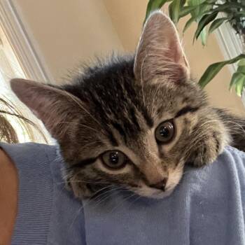 Chop Sticks -  Domestic Short Hair Cat for Adoption in Chicago, Illinois - Chop Sticks | PetCurious
