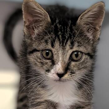 Socks -  Domestic Short Hair Cat for Adoption in Buchanan Dam, Texas - Socks | PetCurious