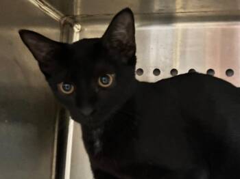 Perch -  Domestic Short Hair Cat for Adoption in Powell, Ohio - Perch | PetCurious