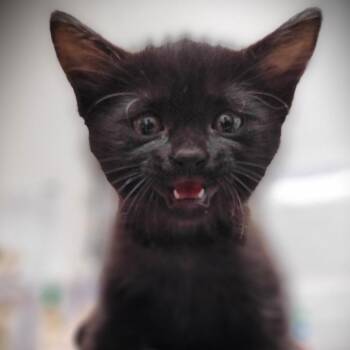 Domestic Short Hair Cats Available for Adoption - A2263020 | PetCurious