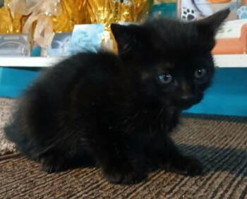 Domestic Medium Hair Cats Available for Adoption in Crocker, Missouri - Jones | PetCurious
