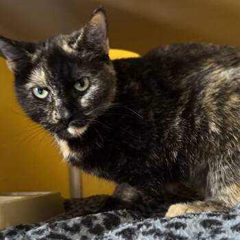 Domestic Short Hair Cats Available for Adoption in Fall River, Massachusetts - Meadow | PetCurious