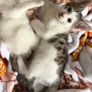 Rex -  Domestic Short Hair Cat for Adoption in Tallahassee, Florida - Rex | PetCurious