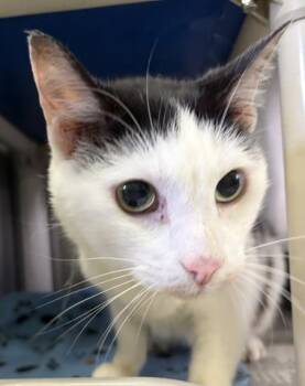 SARAH -  Domestic Short Hair Cat for Adoption in Pensacola, Florida - SARAH | PetCurious
