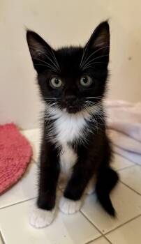 Dora -  Domestic Short Hair Cat for Adoption in Wayne, New Jersey - Dora | PetCurious