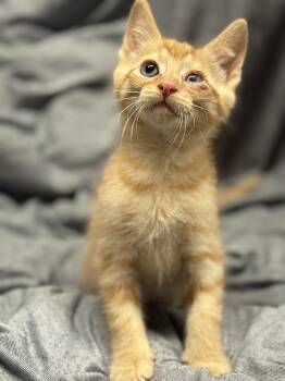 Domestic Short Hair Cats Available for Adoption in Fredericksburg, Virginia - ISpy | PetCurious