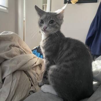 0724-49 Sven -  Domestic Short Hair Cat for Adoption in Abingdon, Maryland - 0724-49 Sven | PetCurious