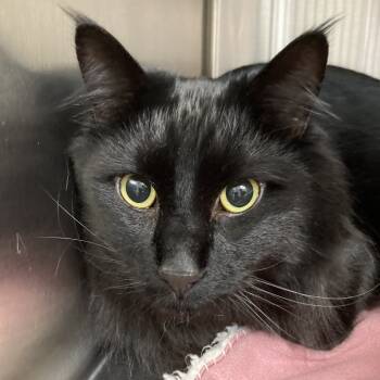 Rescue Domestic Medium Hair Cats for Adoption in Denver, Colorado - Lazy | PetCurious