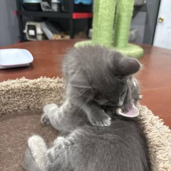 Garth -  Domestic Short Hair Cat for Adoption in Shelbyville, Indiana - Garth | PetCurious