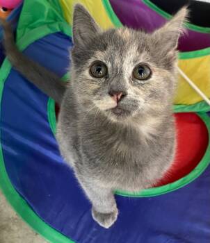 Opi/Kimchi -  Dilute Tortoiseshell Cat for Adoption in Lockhart, Texas - Opi/Kimchi | PetCurious