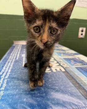 Kitty Minaj -  Domestic Short Hair Cat for Adoption in Merrillville, Indiana - Kitty Minaj | PetCurious