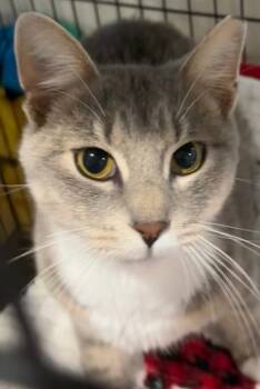 Rescue Domestic Short Hair Cats for Adoption in Elizabethton, Tennessee - KETO | PetCurious