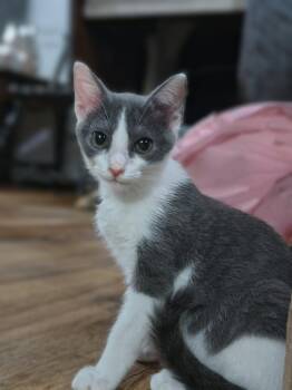 N. Bug -  Domestic Short Hair Cat for Adoption in Clayton, North Carolina - N. Bug | PetCurious