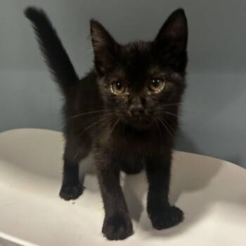 Tiramisu -  Domestic Medium Hair Cat for Adoption in Chattanooga, Tennessee - Tiramisu | PetCurious