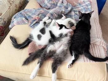 Amren -  Domestic Medium Hair Cat for Adoption in Hampton, Virginia - Amren | PetCurious