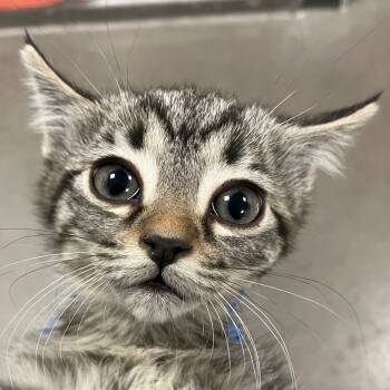 Rescue Domestic Short Hair Cats for Adoption in Las Cruces, New Mexico - Ghost | PetCurious