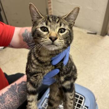 Callisto -  Domestic Short Hair Cat for Adoption in Birmingham, Alabama - Callisto | PetCurious