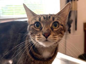 June Bug -  Tabby Cat for Adoption in Powell, Ohio - June Bug | PetCurious