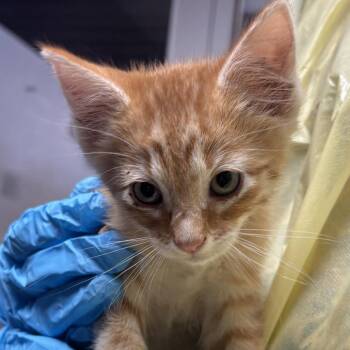 Leonus -  Domestic Short Hair Cat for Adoption in Salt Lake City, Utah - Leonus | PetCurious
