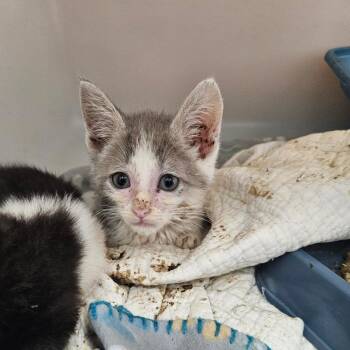 Dip -  Domestic Short Hair Cat for Adoption in Ridgely, Maryland - Dip | PetCurious